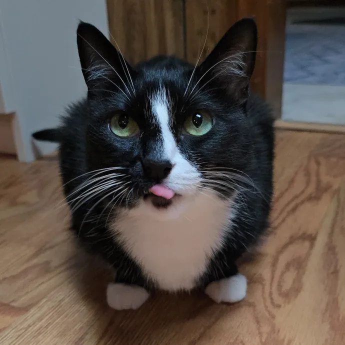 Pawesome And Purrtastic Cat Sitting