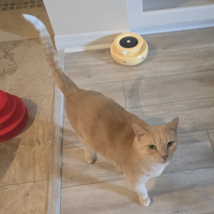 Pawesome And Purrtastic Cat Sitting