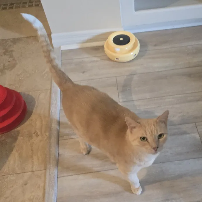 Pawesome And Purrtastic Cat Sitting