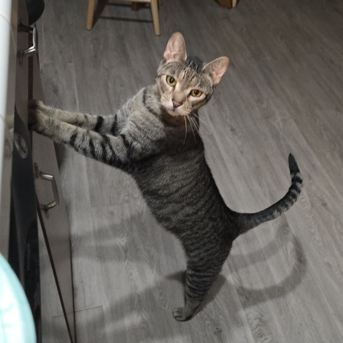 Pawesome And Purrtastic Cat Sitting
