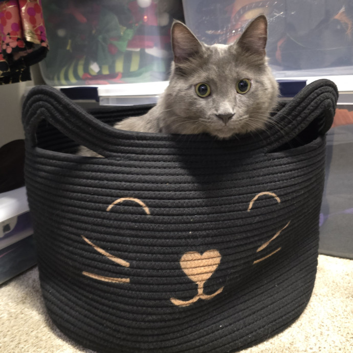 Pawesome And Purrtastic Cat Sitting
