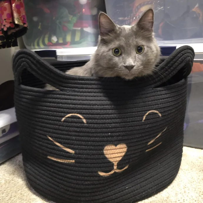 Pawesome And Purrtastic Cat Sitting