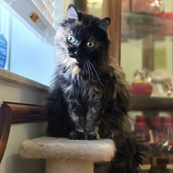 Pawesome And Purrtastic Cat Sitting