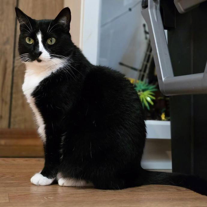 Pawesome And Purrtastic Cat Sitting