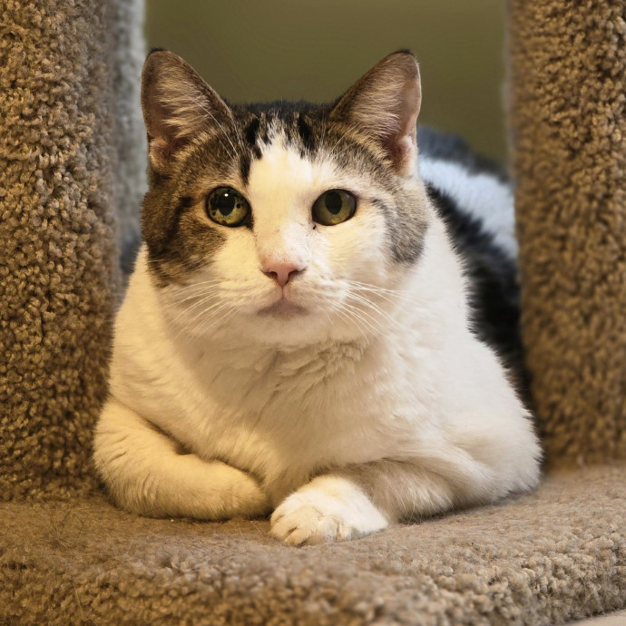 Pawesome And Purrtastic Cat Sitting