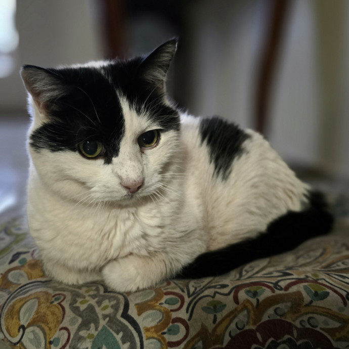 Pawesome And Purrtastic Cat Sitting