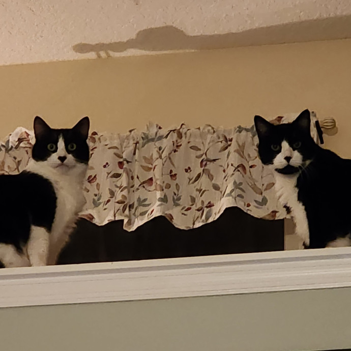 Pawesome And Purrtastic Cat Sitting