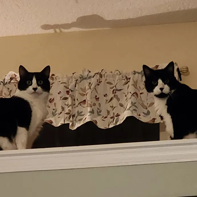 Pawesome And Purrtastic Cat Sitting