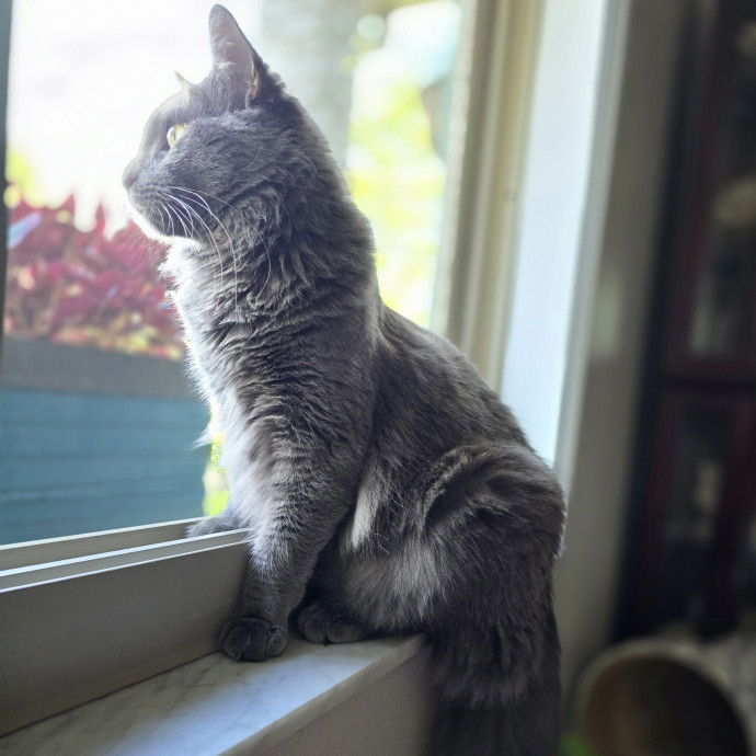 Pawesome And Purrtastic Cat Sitting