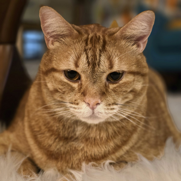 Pawesome And Purrtastic Cat Sitting