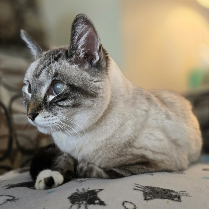 Pawesome And Purrtastic Cat Sitting