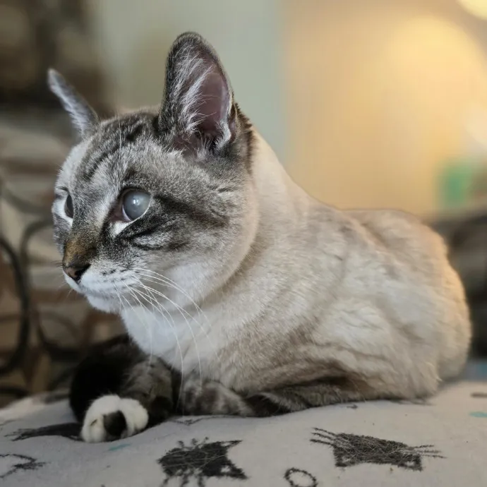 Pawesome And Purrtastic Cat Sitting