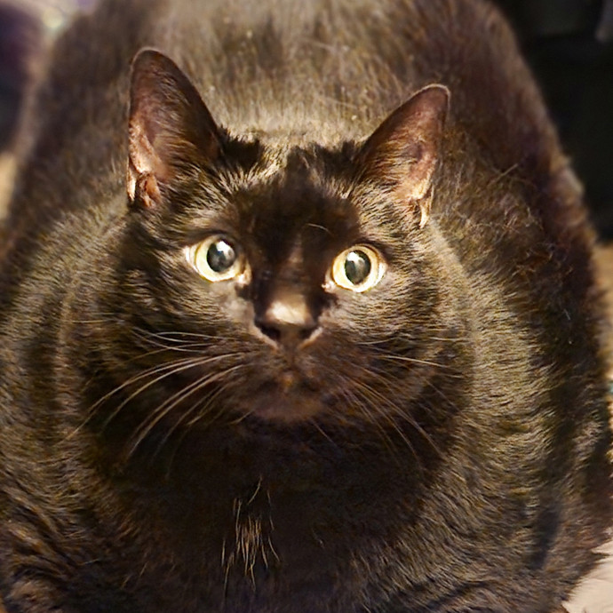 Pawesome And Purrtastic Cat Sitting
