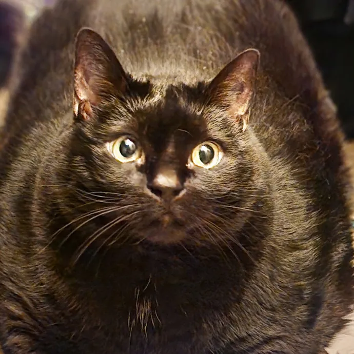 Pawesome And Purrtastic Cat Sitting