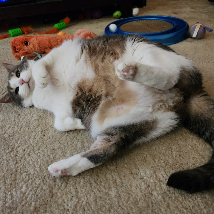 Pawesome And Purrtastic Cat Sitting