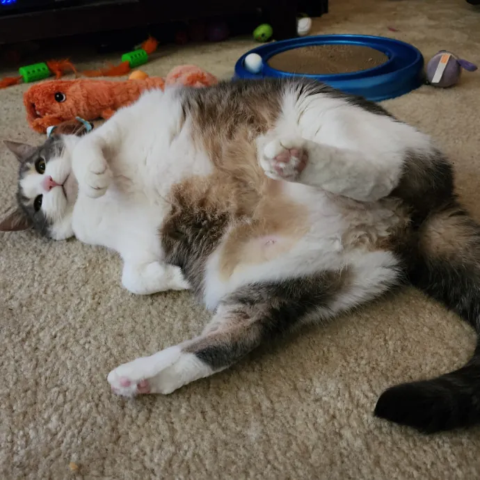 Pawesome And Purrtastic Cat Sitting