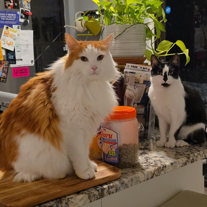 Pawesome And Purrtastic Cat Sitting
