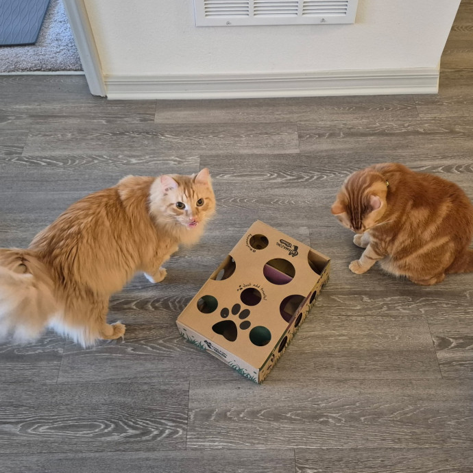 Pawesome And Purrtastic Cat Sitting