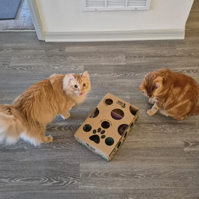 Pawesome And Purrtastic Cat Sitting