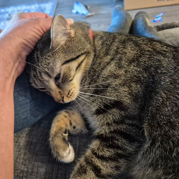 Pawesome And Purrtastic Cat Sitting