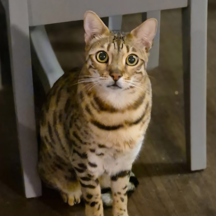 Pawesome And Purrtastic Cat Sitting
