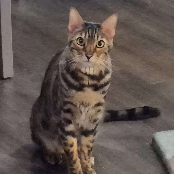 Pawesome And Purrtastic Cat Sitting