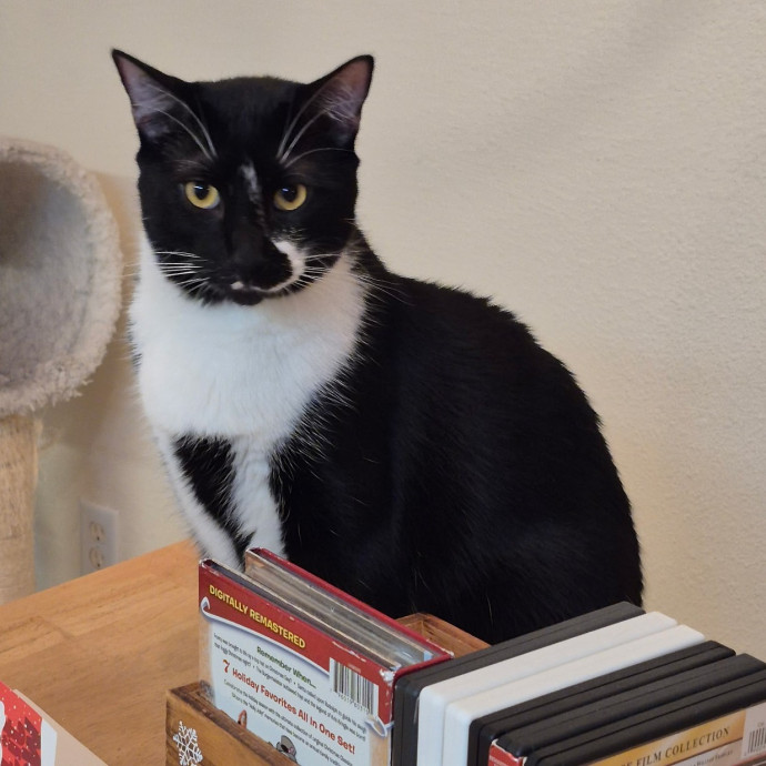Pawesome And Purrtastic Cat Sitting