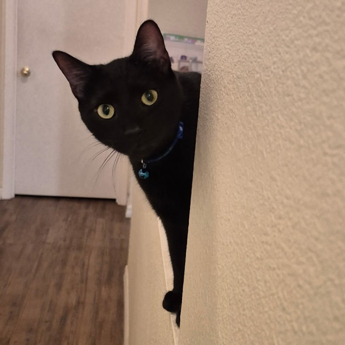 Pawesome And Purrtastic Cat Sitting