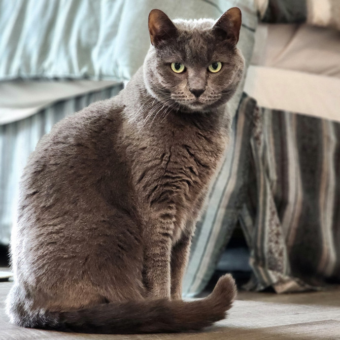 Pawesome And Purrtastic Cat Sitting photo 3