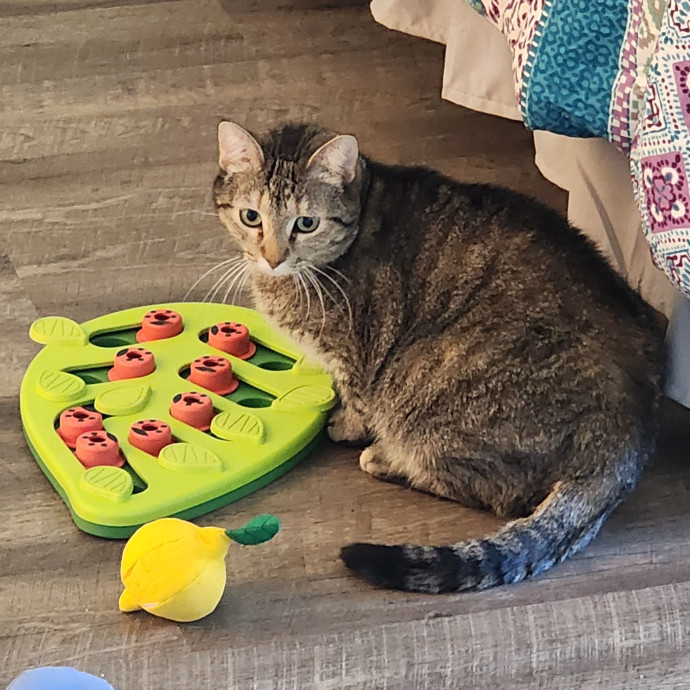 Pawesome And Purrtastic Cat Sitting photo 2