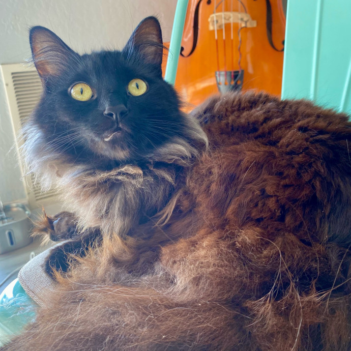 Kate's Kitty Sitting photo 2