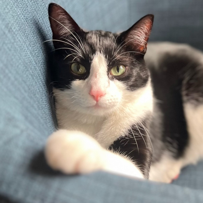 Loving And Respectful Cat Sitter