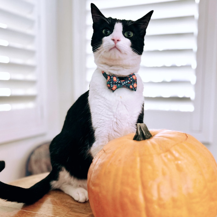 Loving And Respectful Cat Sitter photo 2