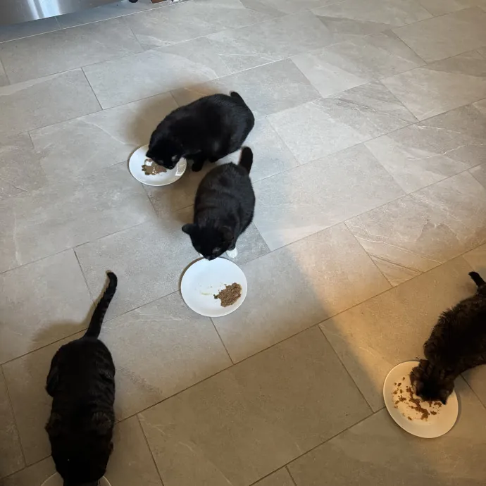 Looking For More Cat Friends