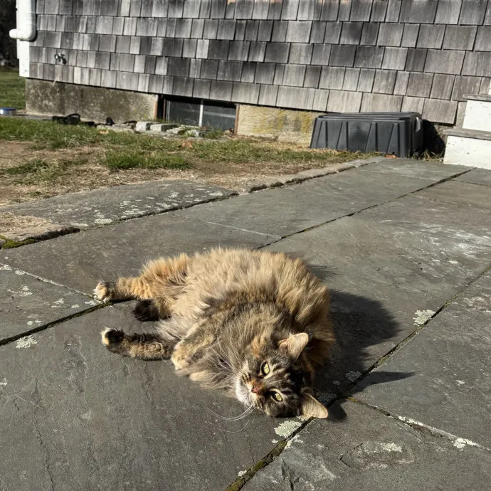 Looking For More Cat Friends