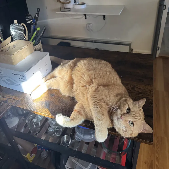 Looking For More Cat Friends