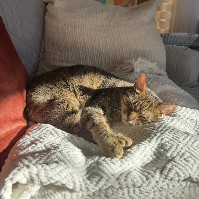 Looking For More Cat Friends