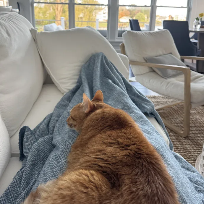 Looking For More Cat Friends photo 4