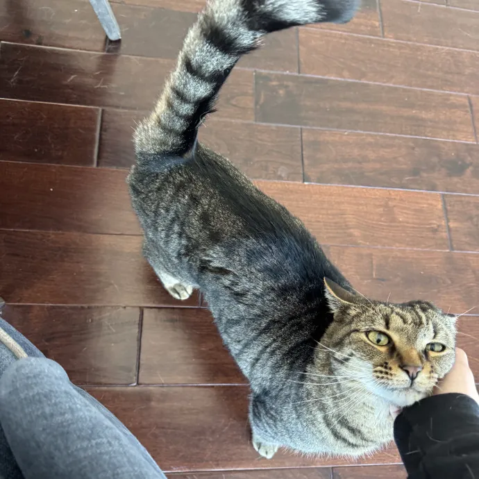 Looking For More Cat Friends photo 3