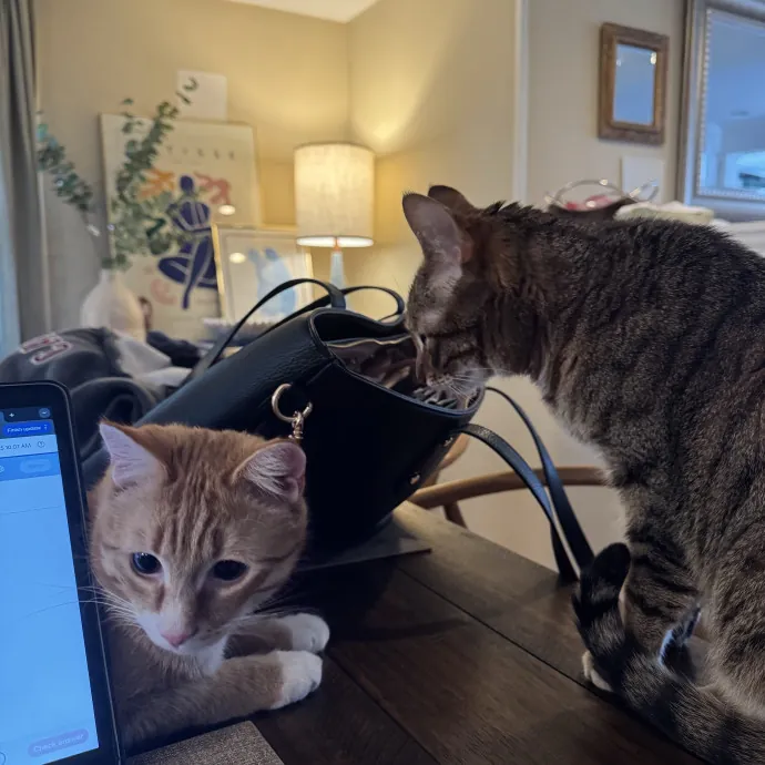 Looking For More Cat Friends photo 2