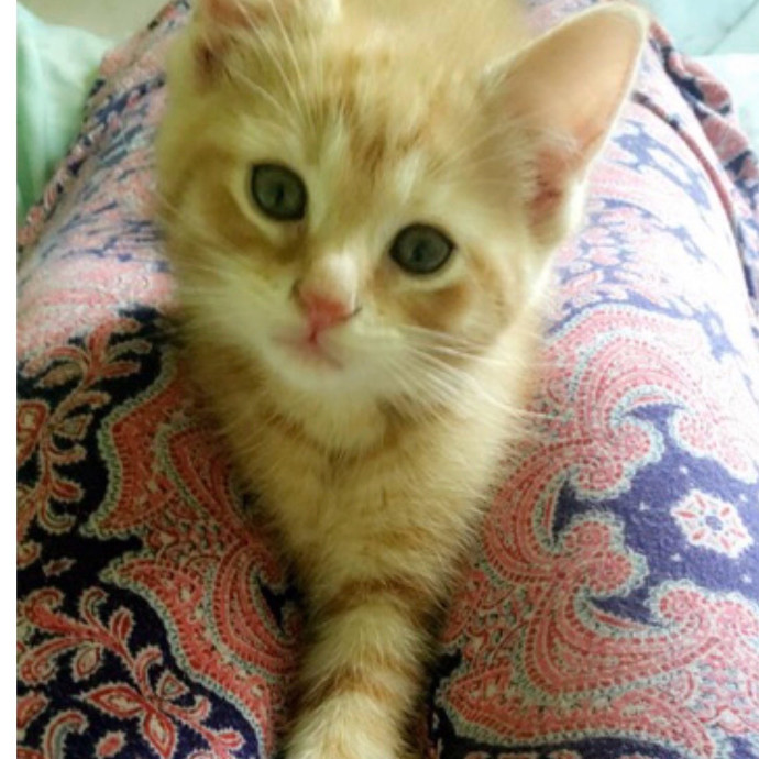 Purr-Fect Cat Sitting In Philly