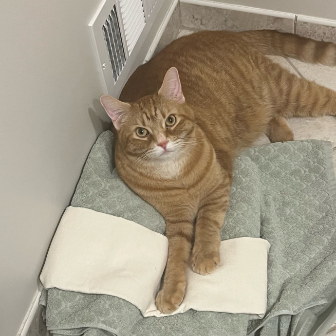 Purr-Fect Cat Sitting In Philly photo 3
