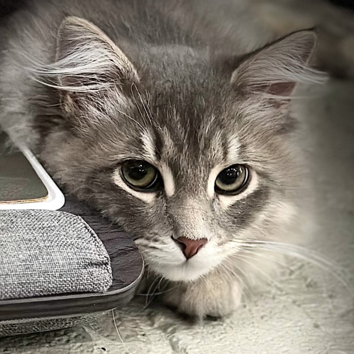 Jean Cat Sitter-Domain-Nw Hills-Arboretum-Cat Mtn-Far West