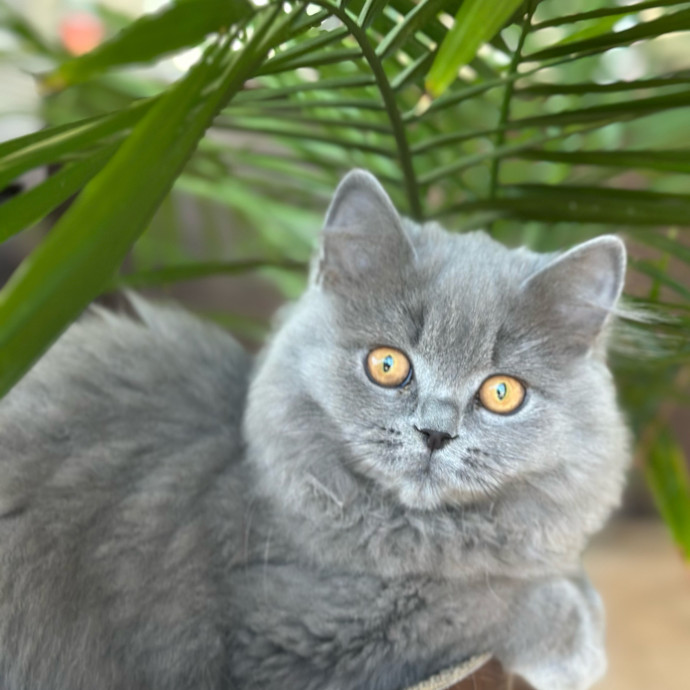 Jean Cat Sitter-Domain-Nw Hills-Arboretum-Cat Mtn-Far West