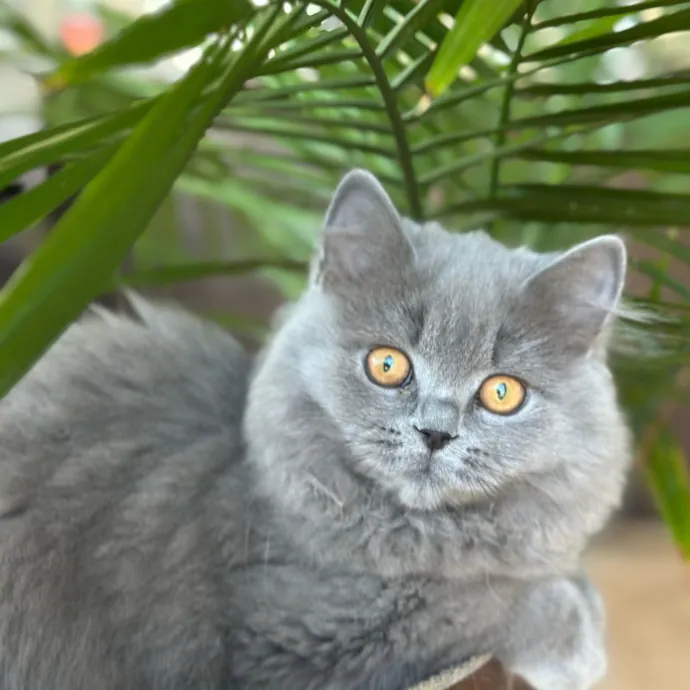 Jean Cat Sitter-Domain-Nw Hills-Arboretum-Cat Mtn-Far West