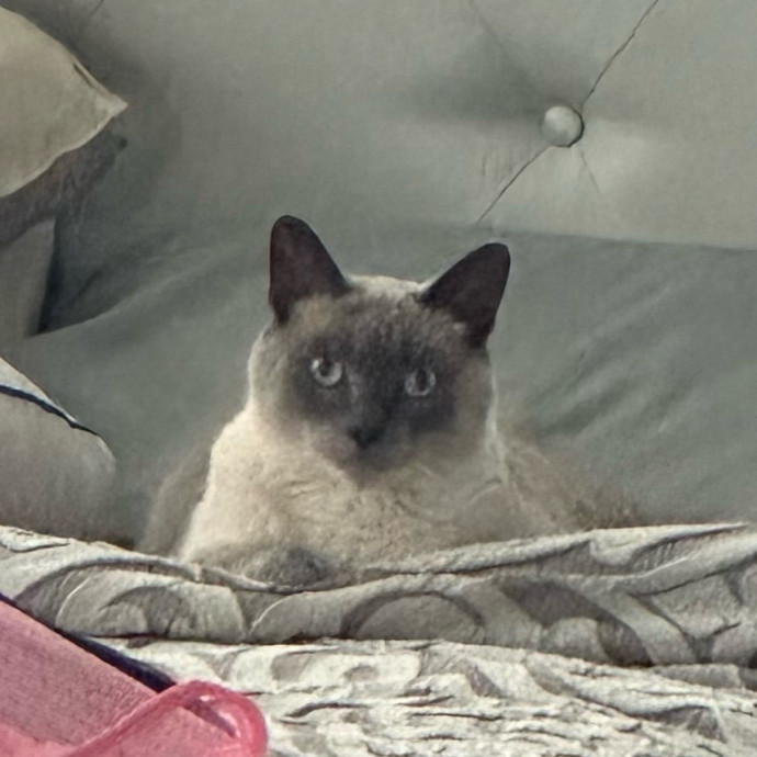 Jean Cat Sitter-Domain-Nw Hills-Arboretum-Cat Mtn-Far West