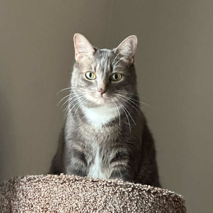 Jean Cat Sitter-Domain-Nw Hills-Arboretum-Cat Mtn-Far West