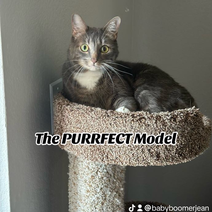 Jean Cat Sitter-Domain-Nw Hills-Arboretum-Cat Mtn-Far West