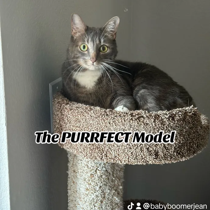 Jean Cat Sitter-Domain-Nw Hills-Arboretum-Cat Mtn-Far West