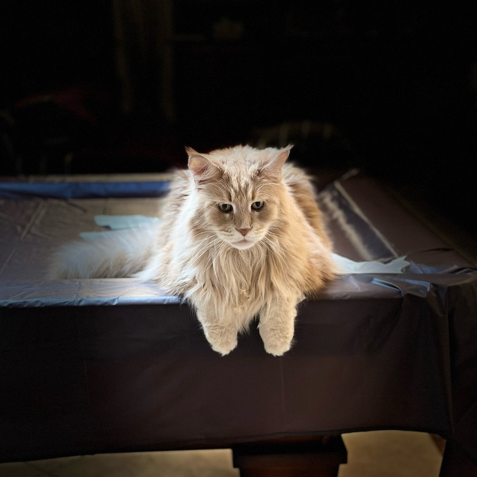 Jean Cat Sitter-Domain-Nw Hills-Arboretum-Cat Mtn-Far West